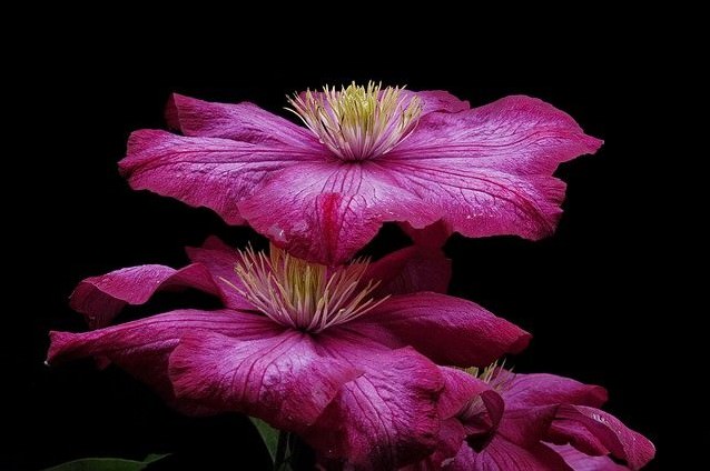 クレマチス、プレゼント